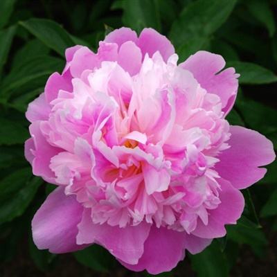 皇冠足彩官网下载最新版